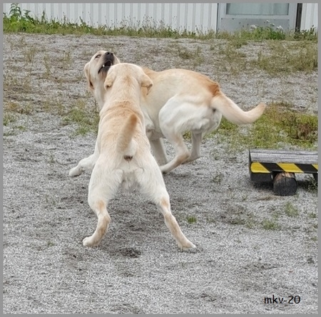 Sven ja Scott painii