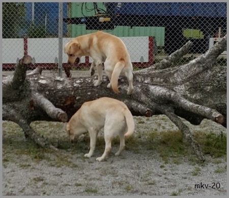Sven ja Scott rungolla
